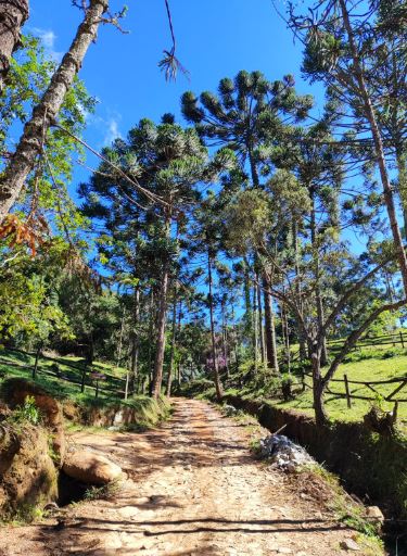 Cachoeira em meio à mata