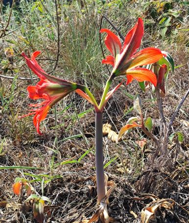 Flor desabrochando, símbolo de novos começos