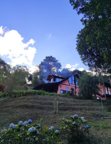 Caminho entre araucárias, luz natural